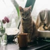 Illustration : Pourquoi votre chat s'amuse-t-il &agrave; faire tomber les objets de la table ?
