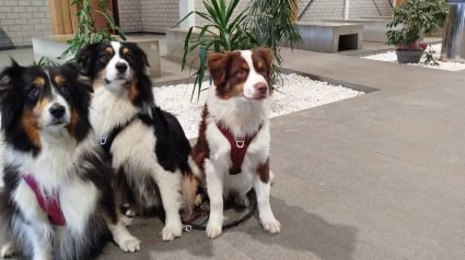 Illustration : Une enseignante dans un lyc&eacute;e agricole alsacien fait cours avec ses 3 chiens pour motiver ses &eacute;l&egrave;ves (vid&eacute;o)