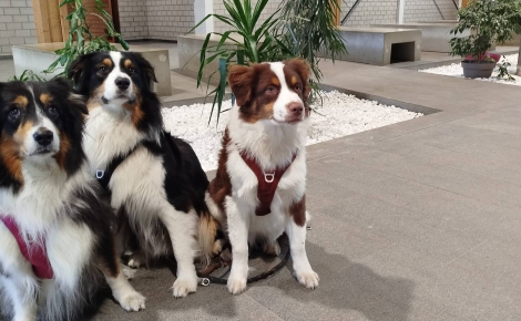 Une enseignante dans un lycée agricole alsacien fait cours avec ses 3 chiens pour motiver ses élèves (vidéo)