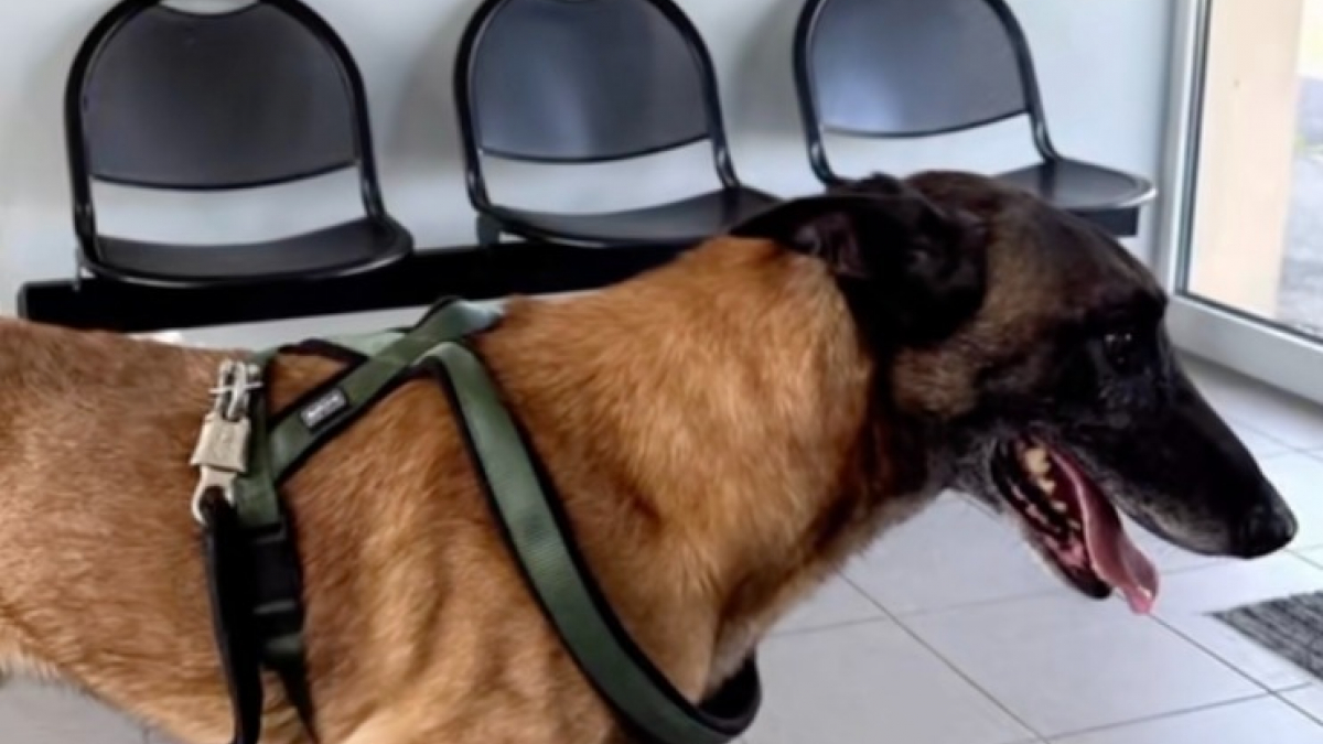 Illustration : "L'adoption d'un ancien chien de sécurité permet de soigner ses graves blessures liées à un enfermement abusif (vidéo)"