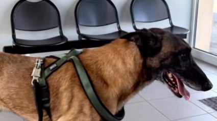 Illustration : L'adoption d'un ancien chien de s&eacute;curit&eacute; permet de soigner ses graves blessures li&eacute;es &agrave; un enfermement abusif (vid&eacute;o)