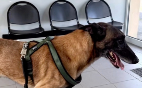 L'adoption d'un ancien chien de sécurité permet de soigner ses graves blessures liées à un enfermement abusif (vidéo)