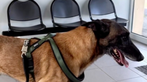 Illustration : L'adoption d'un ancien chien de sécurité permet de soigner ses graves blessures liées à un enfermement abusif (vidéo)