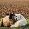 Illustration : Quand il ne veille pas sur le troupeau, ce Patou se d&eacute;tend aux c&ocirc;t&eacute;s de son meilleur ami b&eacute;lier au milieu du champ (vid&eacute;o)