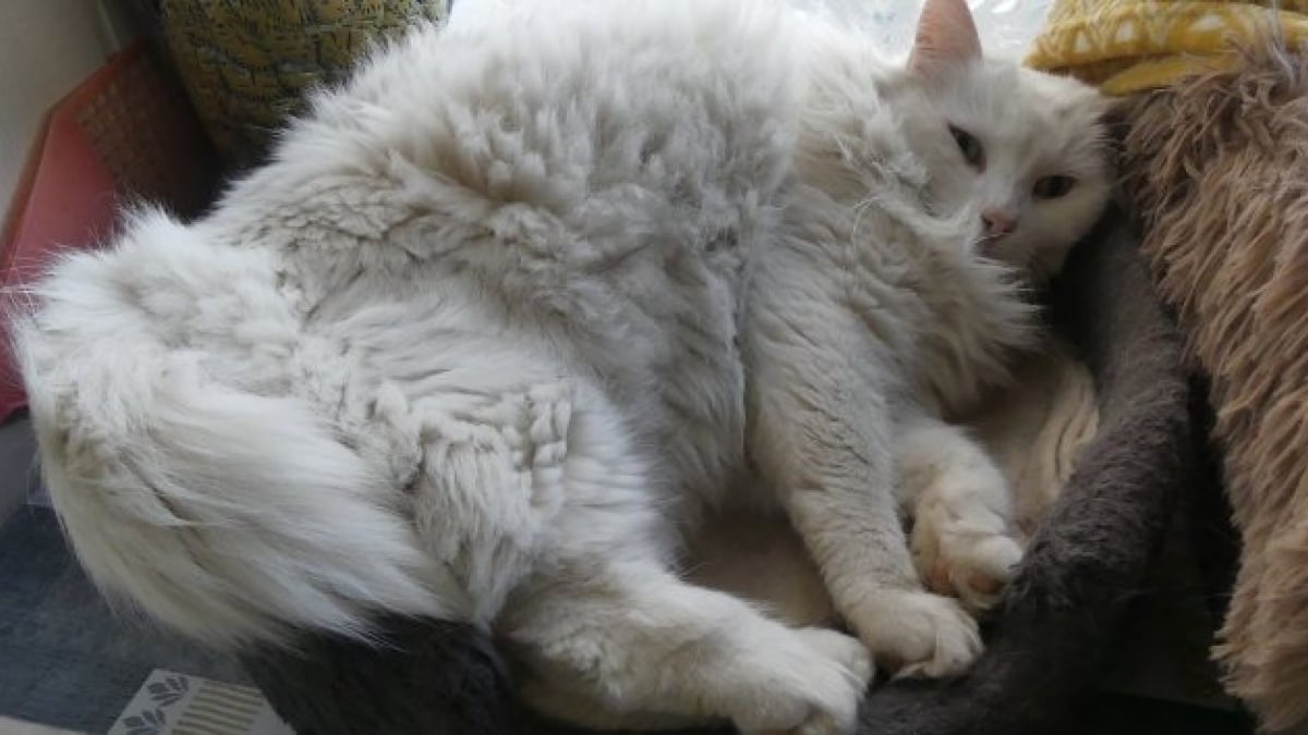 Illustration : "Après avoir adopté un chat errant, un couple est accusé de vol par les anciens propriétaires qui portent plainte"