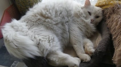 Illustration : Apr&egrave;s avoir adopt&eacute; un chat errant, un couple est accus&eacute; de vol par les anciens propri&eacute;taires qui portent plainte