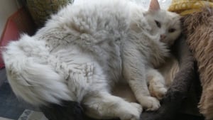 Illustration : "Après avoir adopté un chat errant, un couple est accusé de vol par les anciens propriétaires qui portent plainte"