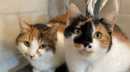 Illustration : Une association de la Dr&ocirc;me impose l'adoption conjointe de 2 chattes ins&eacute;parables suite au d&eacute;c&egrave;s de leur propri&eacute;taire