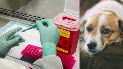 Illustration : Un homme met en place un traitement exp&eacute;rimental obtenu gr&acirc;ce &agrave; l&rsquo;IA pour gu&eacute;rir sa chienne d&rsquo;un cancer