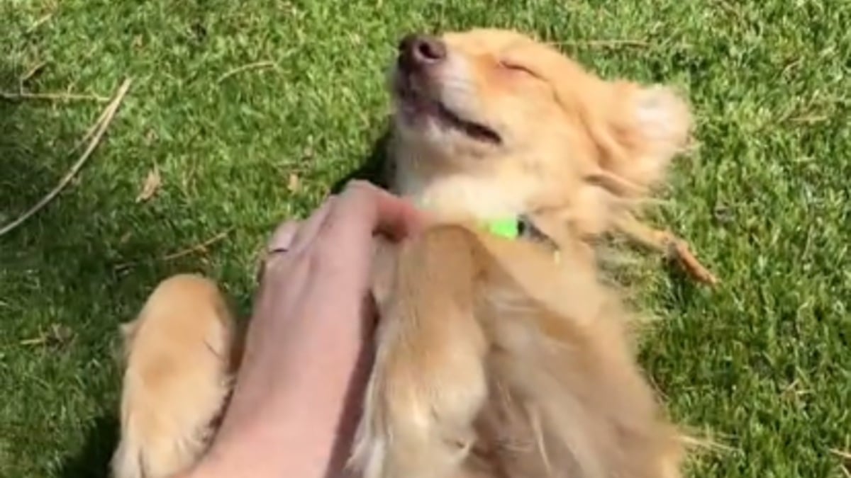 Illustration : "Cette chienne sauvée de la maltraitance agite les pattes pour réclamer des caresses sur le ventre à sa mère d'accueil (vidéo)"