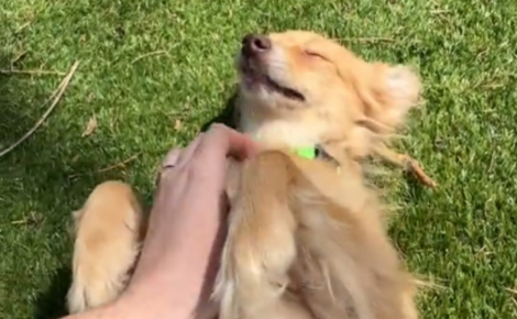 Cette chienne sauvée de la maltraitance agite les pattes pour réclamer des caresses sur le ventre à sa mère d'accueil (vidéo)