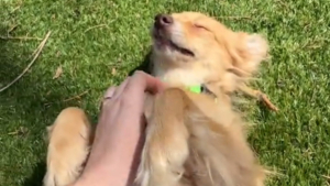 Illustration : Cette chienne sauvée de la maltraitance agite les pattes pour réclamer des caresses sur le ventre à sa mère d'accueil (vidéo)
