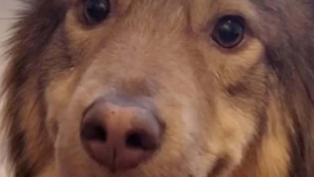 Illustration : "Une famille adopte à distance un chien ayant vécu plus de 2 années éprouvantes dans un refuge en Roumanie (vidéo)"