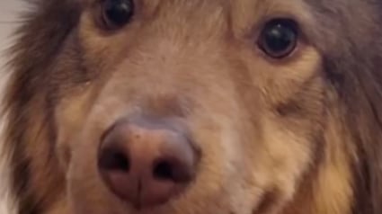 Illustration : Une famille adopte &agrave; distance un chien ayant v&eacute;cu plus de 2 ann&eacute;es &eacute;prouvantes dans un refuge en Roumanie (vid&eacute;o)