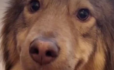 Une famille adopte à distance un chien ayant vécu plus de 2 années éprouvantes dans un refuge en Roumanie (vidéo)