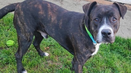 Illustration : &laquo; Traumatis&eacute; par l&rsquo;humain &raquo;, un chien sauv&eacute; apr&egrave;s 4 heures d&rsquo;intervention par les pompiers attend ceux qui pourront lui redonner confiance