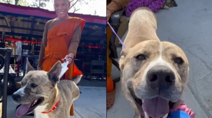 Illustration : Un marcheur pour la paix adopte un chien amput&eacute; apr&egrave;s 4 mois pass&eacute;s dans un refuge