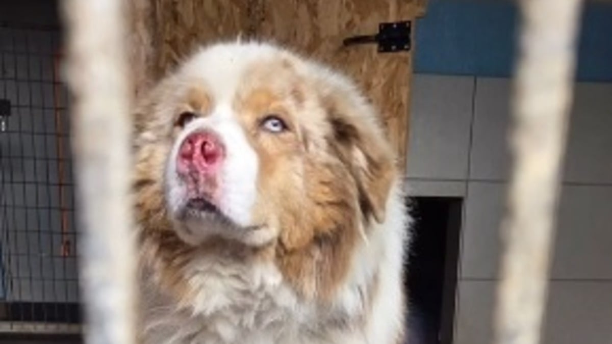 Illustration : "Alertée par des klaxons, une femme sauve un Berger Australien de 8 ans traîné derrière une voiture et gravement blessé"