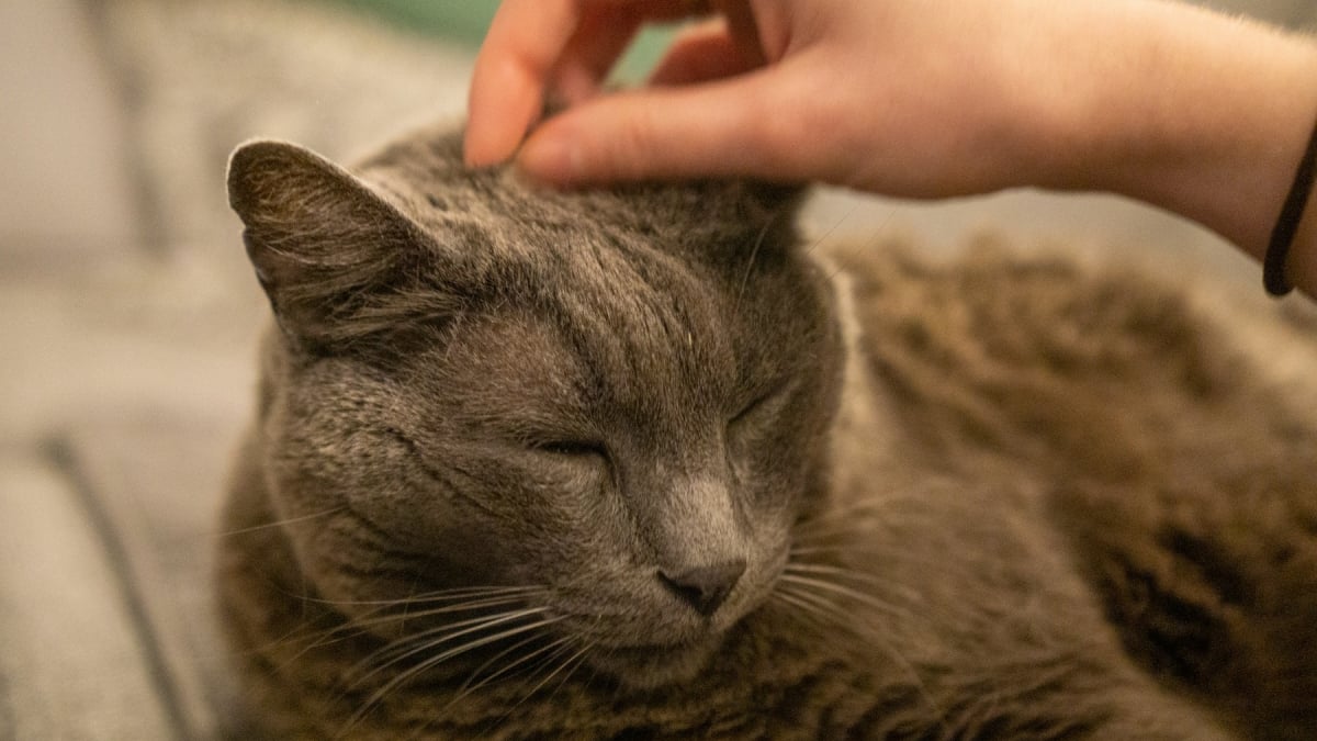 Illustration : "Pourquoi votre chat vous mord-il soudainement pendant un câlin ?"