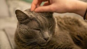 Illustration : "Pourquoi votre chat vous mord-il soudainement pendant un câlin ?"