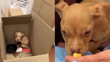 Illustration : Abandonn&eacute; dans les toilettes d'un restaurant, ce chiot American Bully faible remonte la pente chez sa famille d'accueil qui d&eacute;cide de le garder