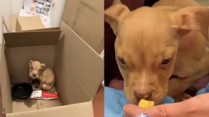 Illustration : Abandonné dans les toilettes d'un restaurant, ce chiot American Bully faible remonte la pente chez sa famille d'accueil qui décide de le garder