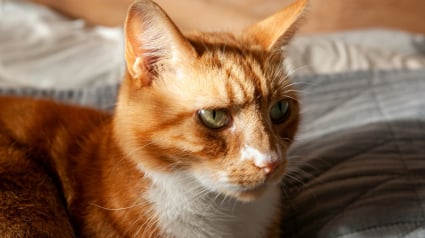 Illustration : Votre chat fait-il pipi sur votre lit pour se venger ?