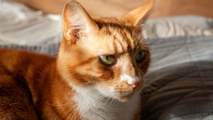 Illustration : "Votre chat fait-il pipi sur votre lit pour se venger ?"