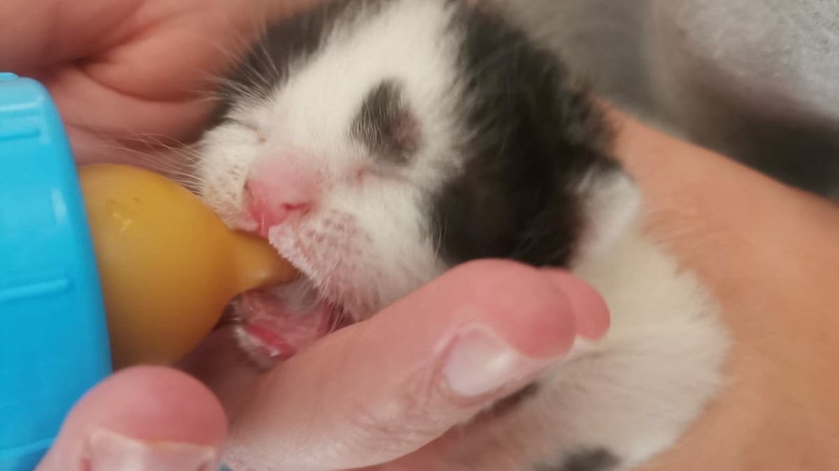 Illustration : "Milky, le chaton abandonné sur une route à l’âge de 2 semaines, vit désormais une vie de rêve dans sa nouvelle famille"