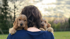 Illustration : "Une association du Loiret intervient pour sauver 32 Cockers en détresse d’un élevage illégal (vidéo)"