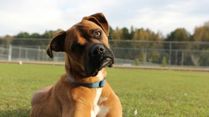 Illustration : Pourquoi votre chien incline-t-il la t&ecirc;te lorsque vous lui parlez ?