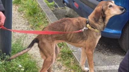 Illustration : Une chienne squelettique est livr&eacute;e &agrave; elle-m&ecirc;me, une voisine finance les 1300 &euro; de soins v&eacute;t&eacute;rinaires destin&eacute;s &agrave; la sauver