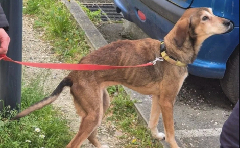 Une chienne squelettique est livrée à elle-même, une voisine finance les 1300 € de soins vétérinaires destinés à la sauver