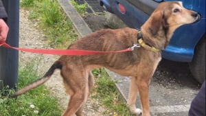 Illustration : "Une chienne squelettique est livrée à elle-même, une voisine finance les 1300 € de soins vétérinaires destinés à la sauver"