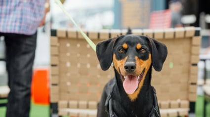 Illustration : &laquo; Ces &eacute;v&eacute;nements favorisent l&rsquo;achat impulsif &raquo;, une d&eacute;put&eacute;e veut interdire la vente de chiens et de chats dans les salons