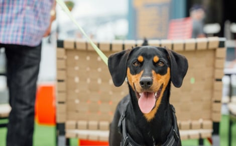 « Ces événements favorisent l’achat impulsif », une députée veut interdire la vente de chiens et de chats dans les salons