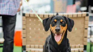 Illustration : "« Ces événements favorisent l’achat impulsif », une députée veut interdire la vente de chiens et de chats dans les salons"