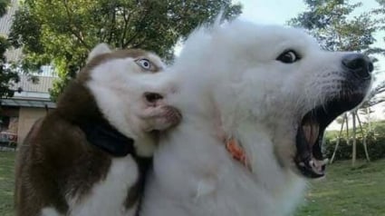 Illustration : 15 photos de chats et de chiens qui m&eacute;ritent un C&eacute;sar pour leurs performances dramatiques