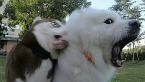 Illustration : "15 photos de chats et de chiens qui méritent un César pour leurs performances dramatiques"