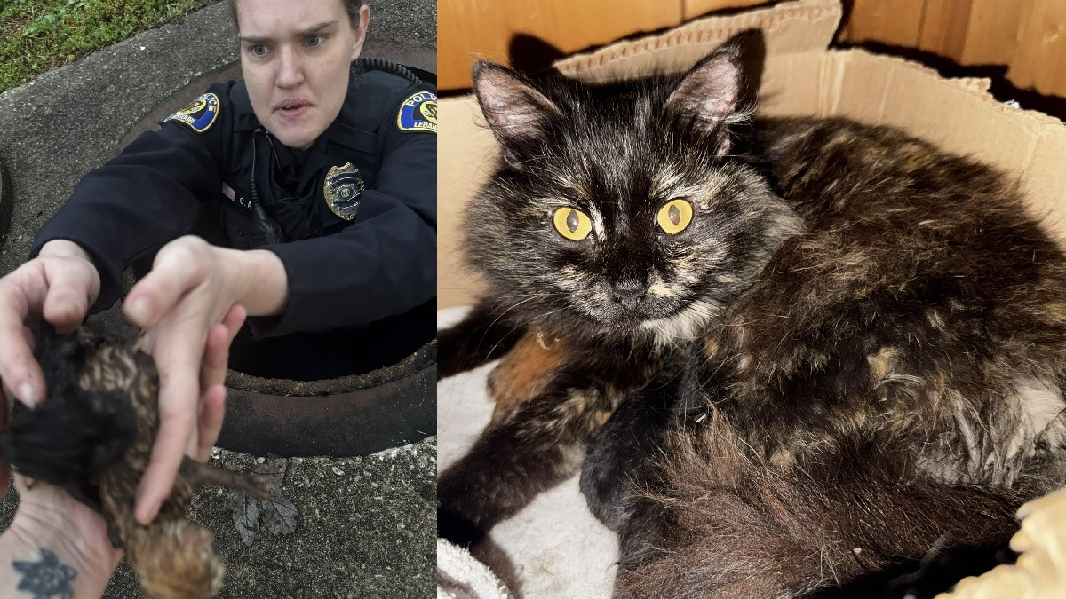 Illustration : "Alertée par les miaulements, une policière plonge dans une bouche d'égout pour sauver une chatte errante et ses chatons nouveau-nés"