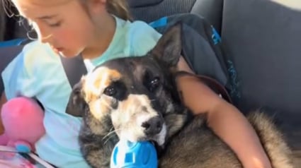 Illustration : Un ancien militaire adopte son Berger Allemand r&eacute;form&eacute; de l'arm&eacute;e pour soigner ses l&eacute;sions vert&eacute;brales