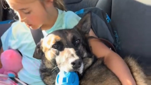 Illustration : Un ancien militaire adopte son Berger Allemand réformé de l'armée pour soigner ses lésions vertébrales