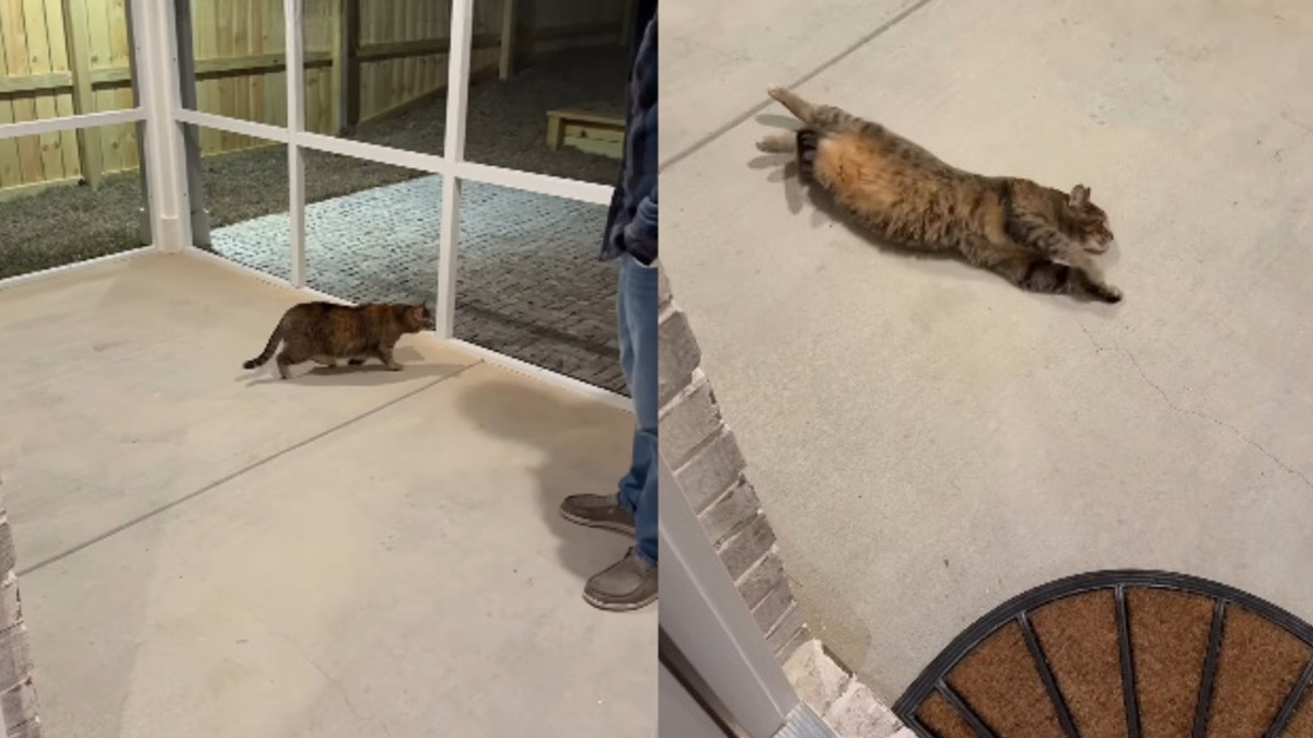 Illustration : "Une chatte tigrée découvre le « catio » spécialement aménagé pour elle et en explore chaque recoin en se roulant par terre"