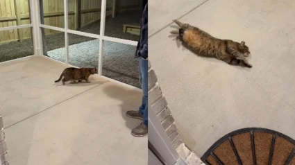 Illustration : Une chatte tigr&eacute;e d&eacute;couvre le &laquo; catio &raquo; sp&eacute;cialement am&eacute;nag&eacute; pour elle et en explore chaque recoin en se roulant par terre