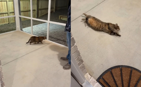 Une chatte tigrée découvre le « catio » spécialement aménagé pour elle et en explore chaque recoin en se roulant par terre