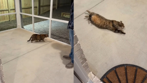 Illustration : Une chatte tigrée découvre le « catio » spécialement aménagé pour elle et en explore chaque recoin en se roulant par terre