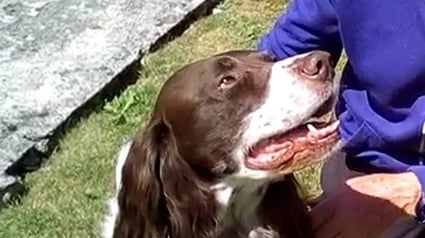 Illustration : Un couple de retrait&eacute;s adopte un Epagneul senior pour apaiser son angoisse li&eacute;e &agrave; de multiples abandons