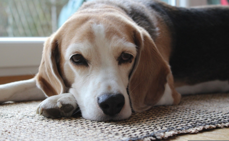 Beagle sauvée d'un laboratoire, elle devient chienne d’accompagnement pour apaiser patients et soignants dans un centre anti-cancer