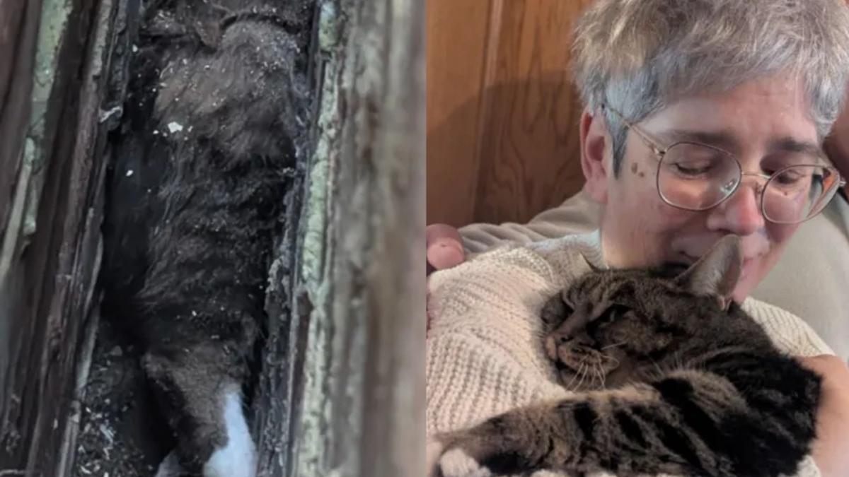 Illustration : "Sauvé après 5 heures d’efforts, un chat coincé entre 2 murs retrouve sa maîtresse qui le cherchait depuis 4 ans"
