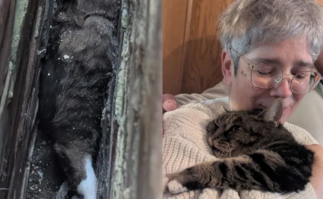 Sauvé après 5 heures d’efforts, un chat coincé entre 2 murs retrouve sa maîtresse qui le cherchait depuis 4 ans